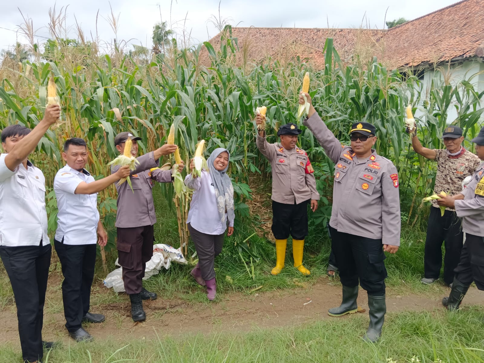 Kapolsek Pebayuran Penen Jagung Perdana,Dalam Mendukung Program Ketahanan Pangan Nasional